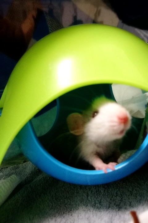 18-09-27-01-16-02-348_deco