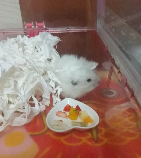 17-12-25-19-36-01-625_deco