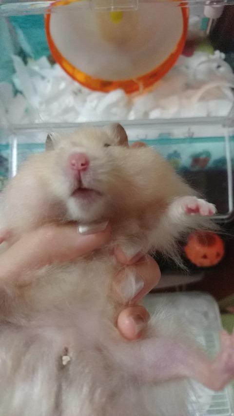 17-12-12-22-28-29-922_deco