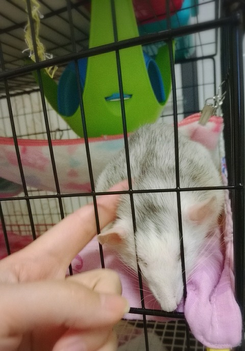 18-04-05-23-15-15-661_deco