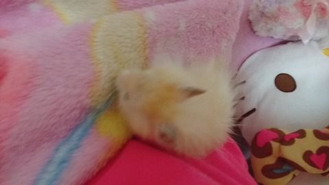 17-12-14-05-17-04-240_deco