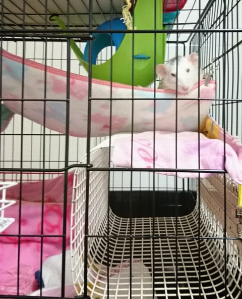 18-04-05-23-13-29-045_deco