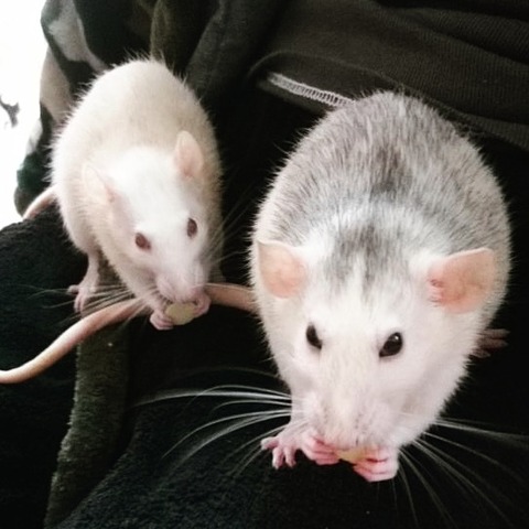 IMG_20170329_214210_509