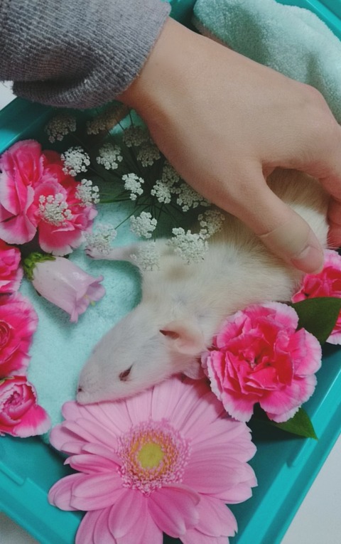 17-12-11-19-43-50-605_deco