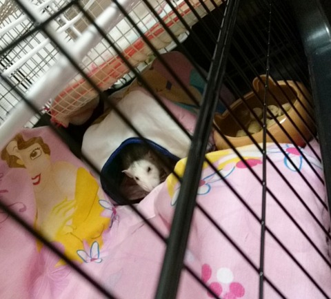 18-01-17-23-44-18-334_deco