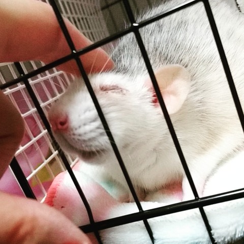 IMG_20180117_013318_538