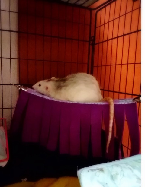 18-09-25-00-55-39-768_deco