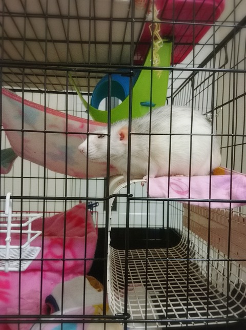 18-04-05-23-13-50-921_deco