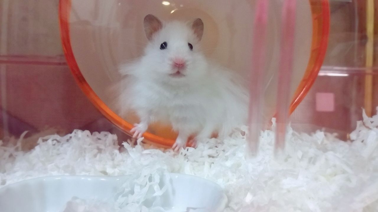 3匹の長毛ハムスター 長毛ならぬ超毛ハムスターココナッツ