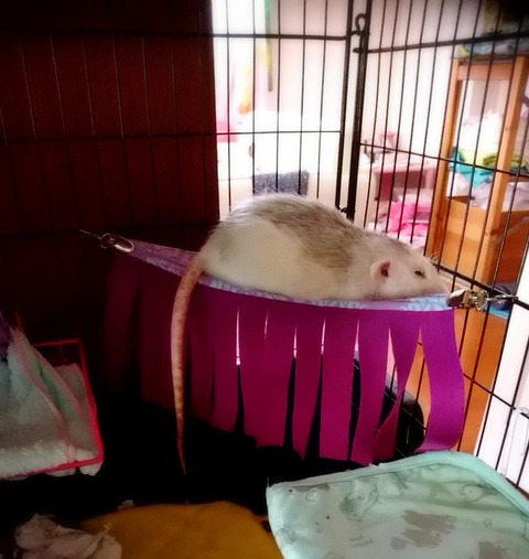 18-09-25-00-53-56-201_deco