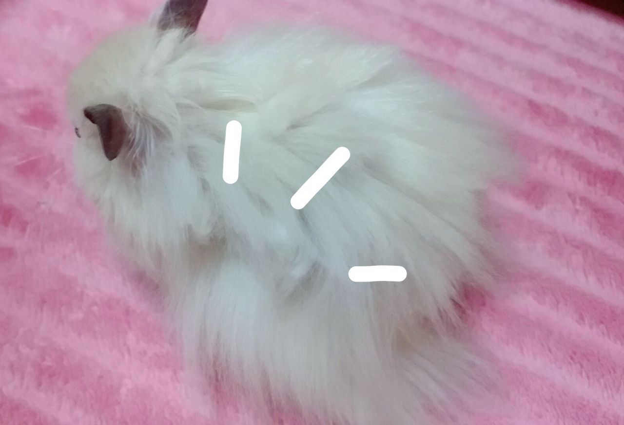 小さすぎる回し車だから Part2 長毛ならぬ超毛ハムスターココナッツ