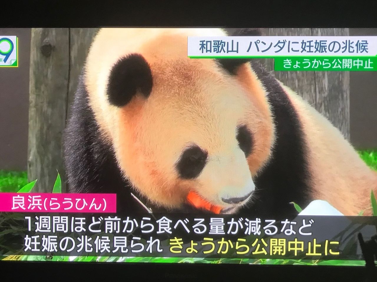 ジャイアントパンダ5頭を擁する和歌山アドベンチャーワールドのニュースが M R Beenのblog ジャイアントパンダ5頭を擁する和歌山アドベンチャーワールドのニュースが M R Beenのblog