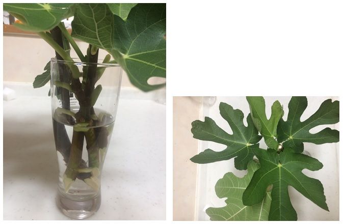 イチジクの挿し木 準備中 マサエの菜園 イチジクの挿し木 準備中 マサエの菜園