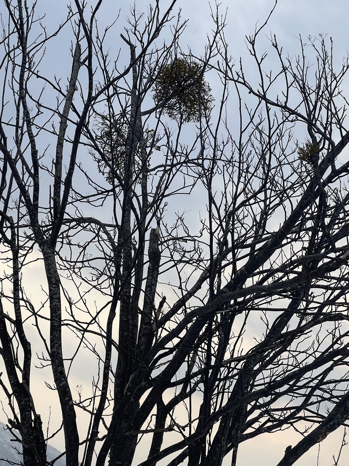 北海道)冬に見かけた不思議な塊 : るるっぱ Oh! my sweet husband