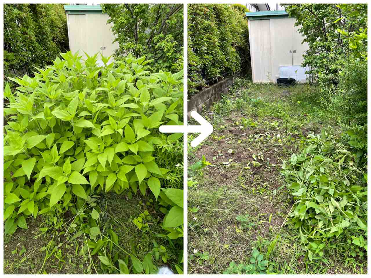 終わらぬ庭掃除と父の日 るるっぱ Oh My Sweet Husband Powered By ライブドアブログ