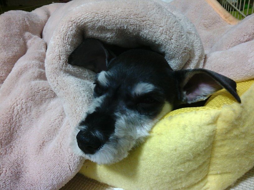 突然のエピローグ おしゃまなエルフィーの 犬も歩けば 突然のエピローグ おしゃまなエルフィーの 犬も歩けば