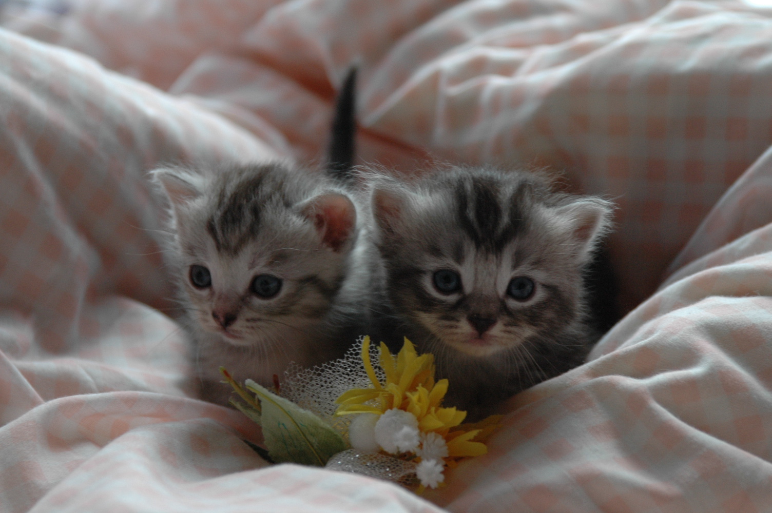 マンチカン子猫 パーティーカラー トイプードル ブリーダー