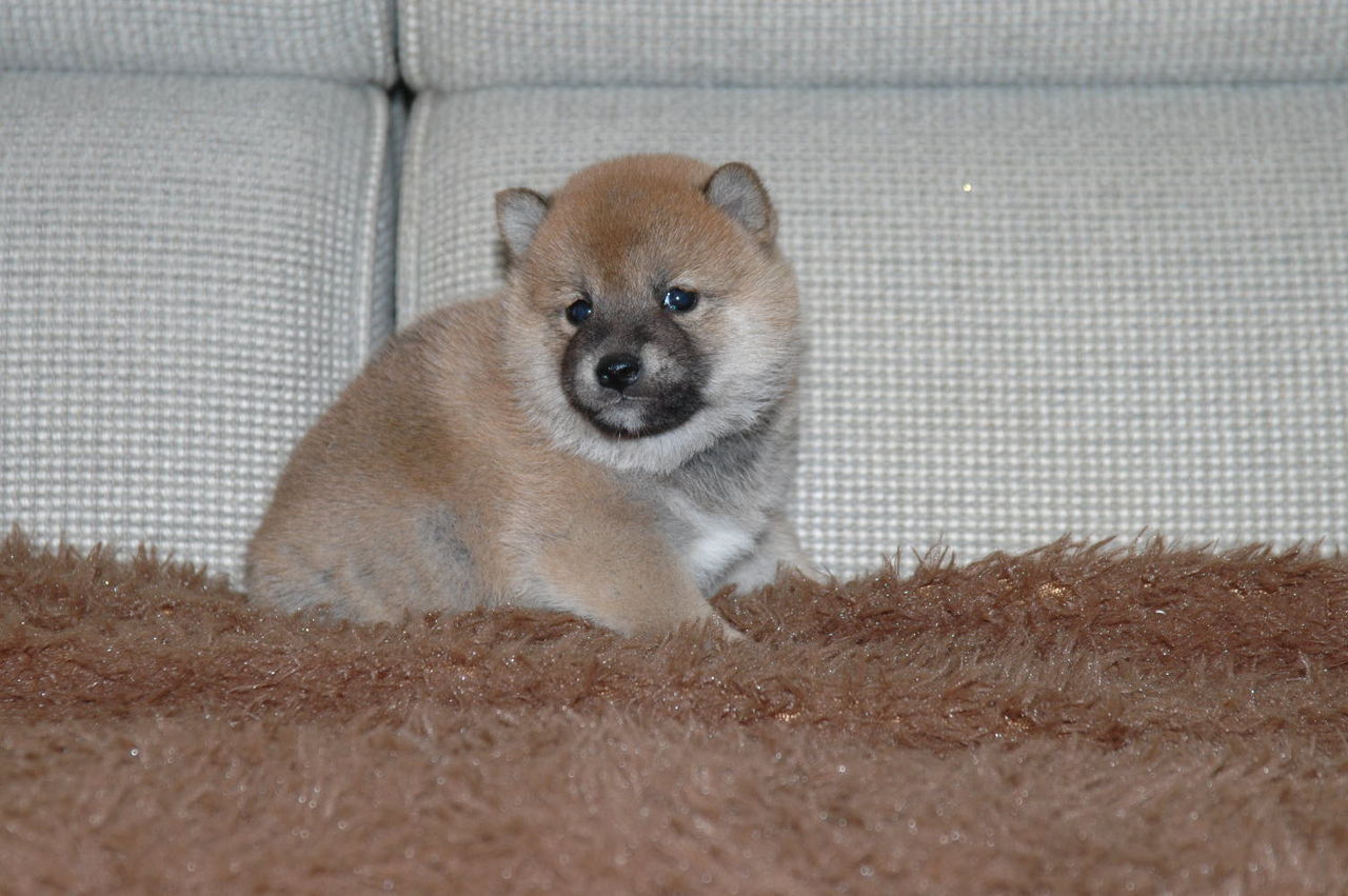ｎｈｋ朝ドラ 花子とアン に出演します パーティーカラー トイプードル ブリーダー