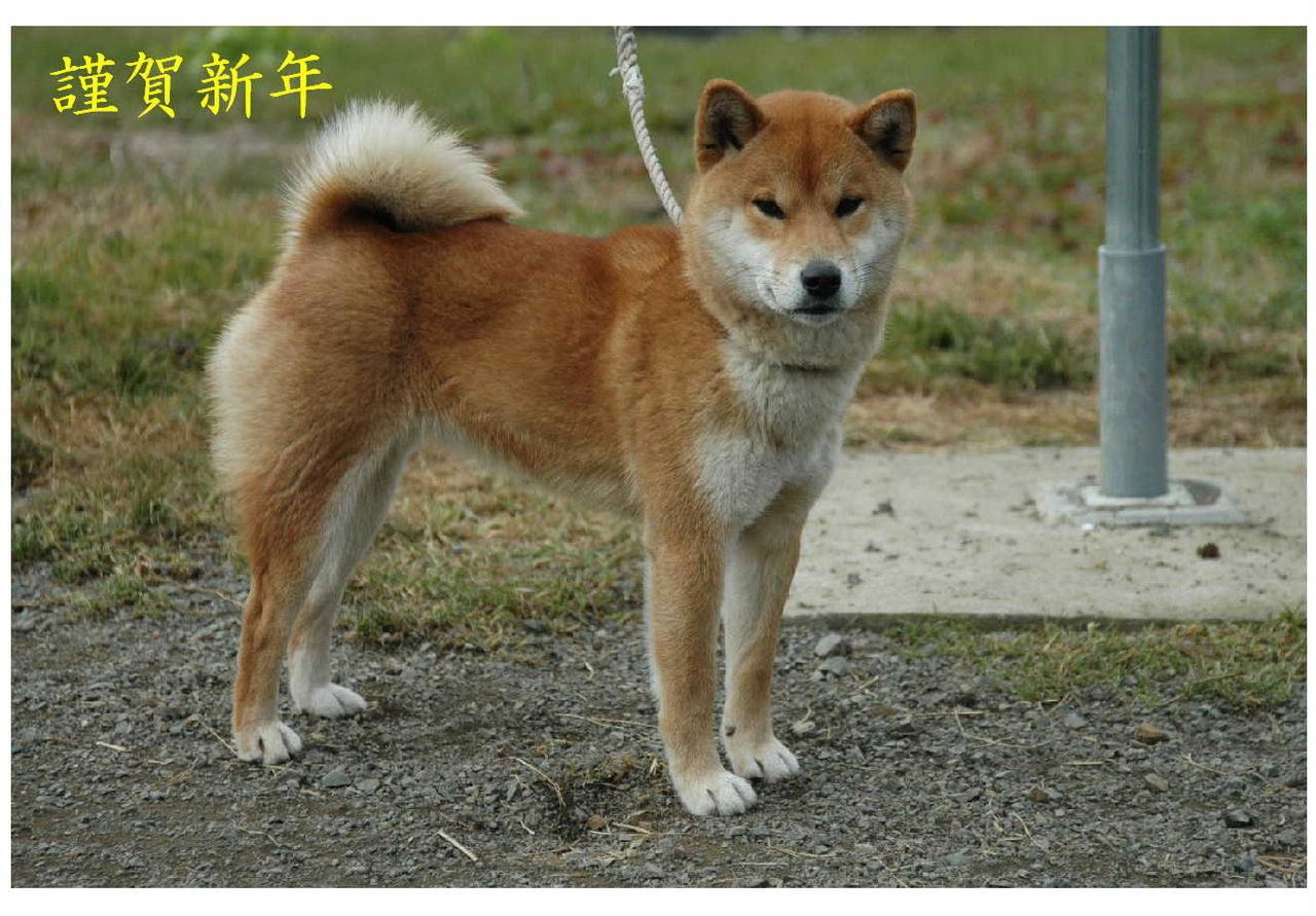 柴犬代表犬の紹介 パーティーカラー トイプードル ブリーダー 柴犬代表犬の紹介 パーティーカラー トイプードル ブリーダー