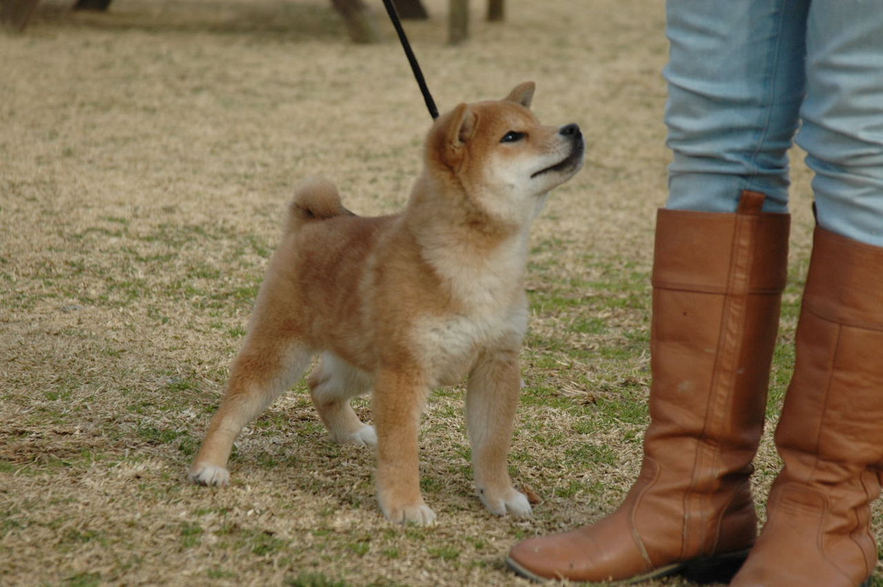柴犬子犬情報 : パーティーカラー トイプードル ブリーダー