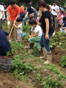 夏の里山　芋堀5