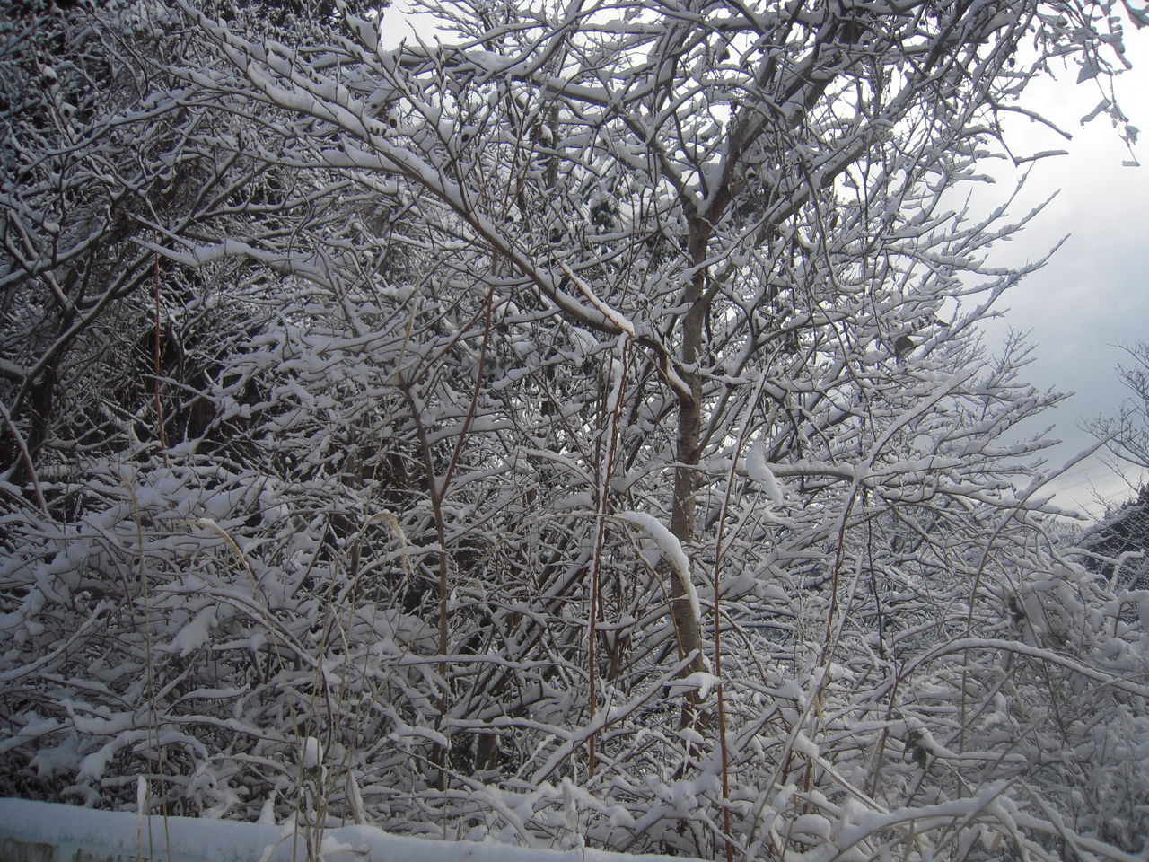 DSCN0223