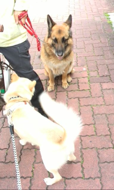 シャパードのシェリーちゃん Ma64cha1087のblog