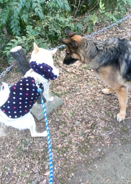 警察犬みたいかっこいいシェパードちゃん Ma64cha1087のblog