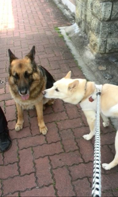 シャパードのシェリーちゃん Ma64cha1087のblog