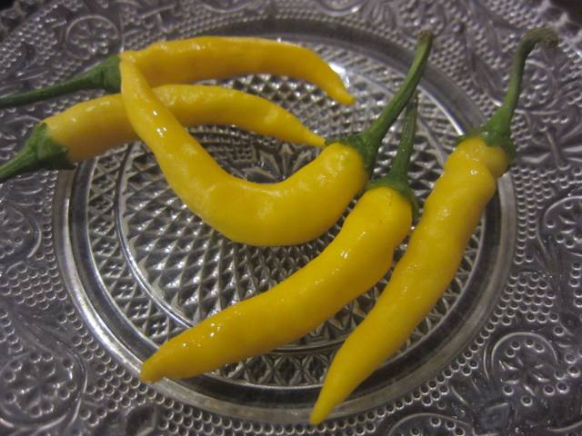タイの唐辛子 プリック 生の辛さはワイルド ヒーハー 赤 黄 緑 毎日カレー と タイ料理 By エスニカン タイの唐辛子 プリック 生の辛さはワイルド ヒーハー 赤 黄 緑 毎日カレー と タイ料理 By エスニカン