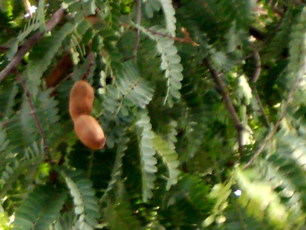 タイ シーサケット県のクメール遺跡 タマリンド 毎日カレー と タイ料理 By エスニカン