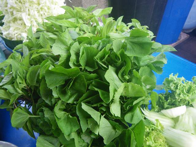 タイ料理の脇役ハーブ「ツボクサ」（ブアボック）に注目 ...