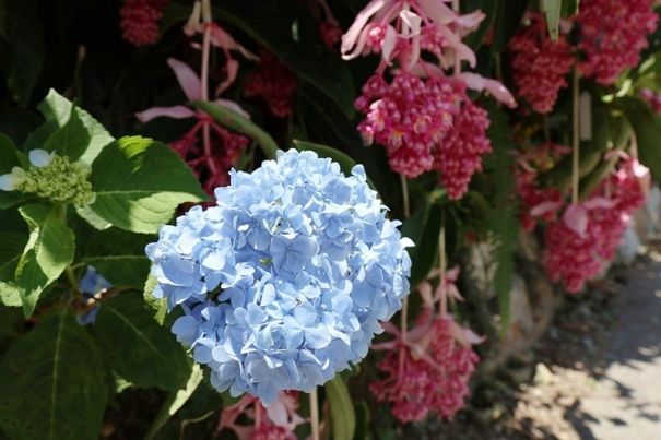 雨の少ない梅雨。紫陽花も小さめ…