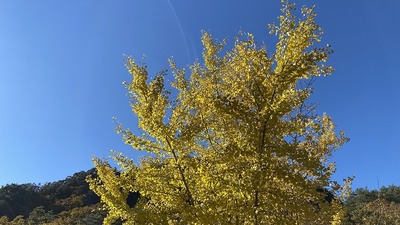 IMG_E5009