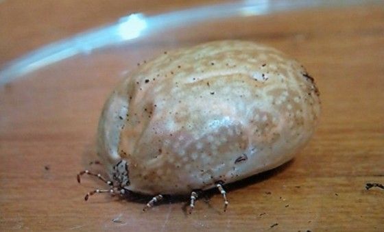 新種の虫発見!? マダニの仲間 画像 探偵ナイトスクープ!