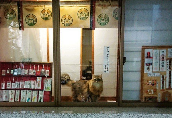 三崎神社猫2