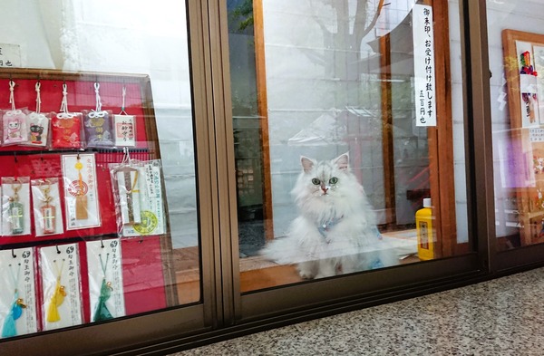 三崎神社猫1