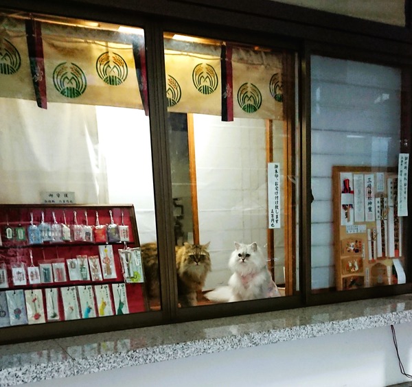 三崎神社猫