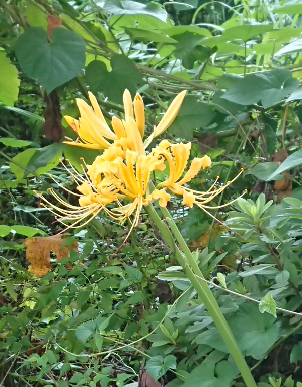 彼岸花