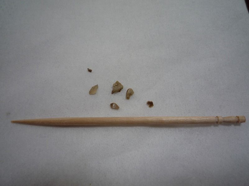 歯石 取れた 愛犬マロン ティアラ リンダ