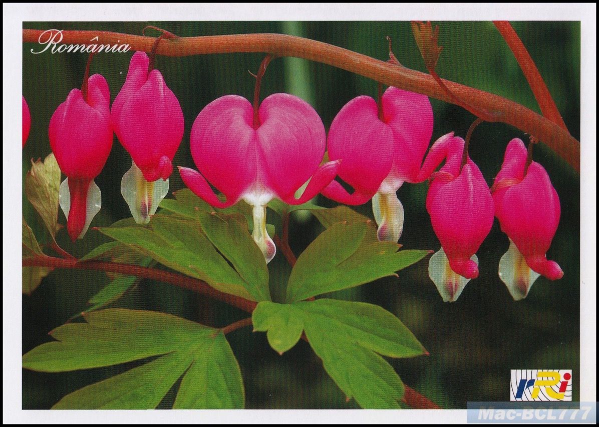 20080815 Radio Romania  Spa