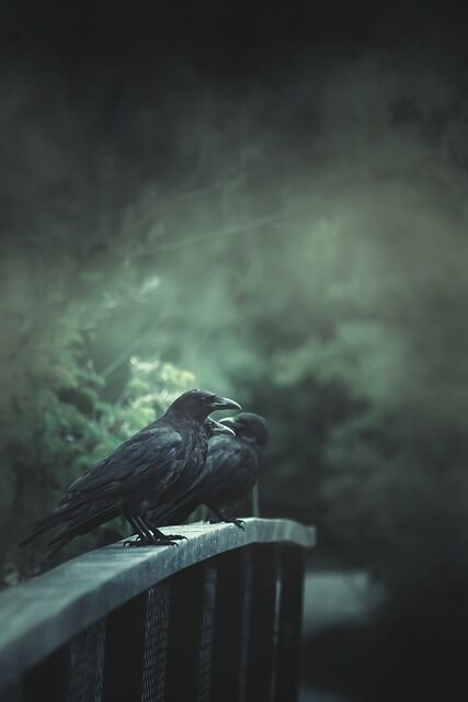 raven-5426192_640