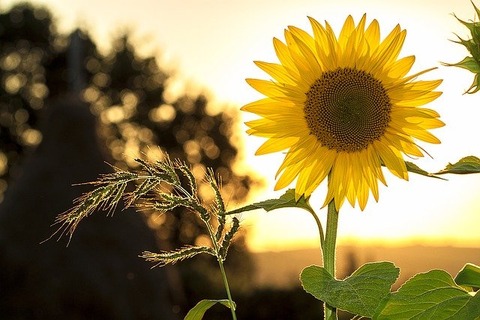 sunflower-1127174_640