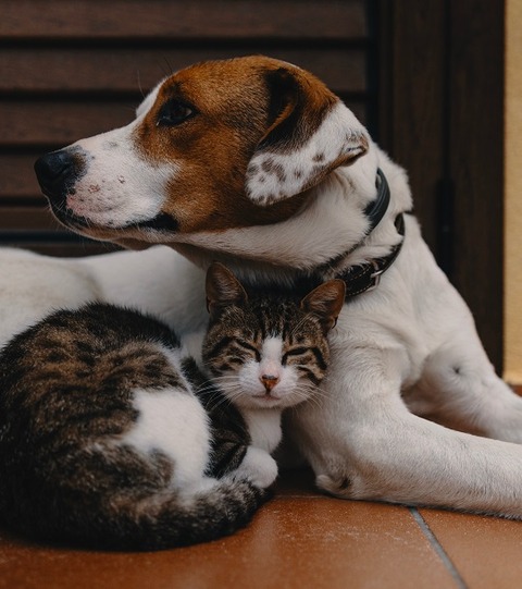 alec-favale-Ivzo69e18nk-unsplash