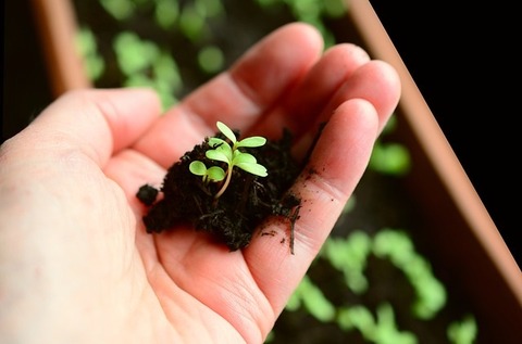 plant-gcfd671e2b_640