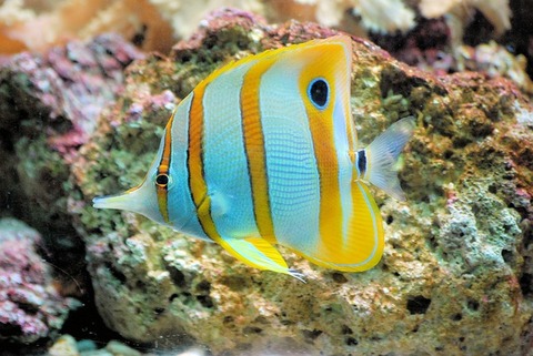 butterflyfish-460423_640