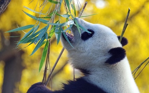 panda-g09b68ffdf_640