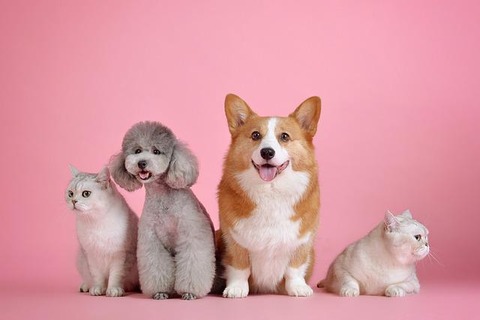 pets-g44ad48d44_640