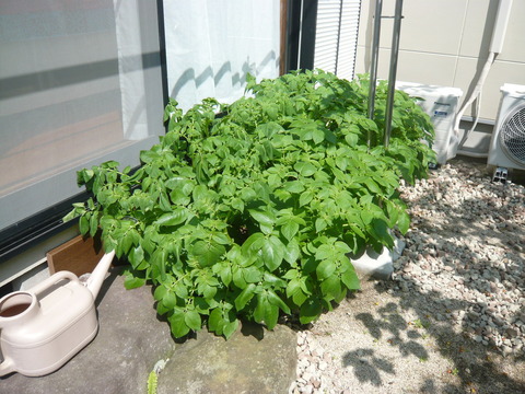 P1050185