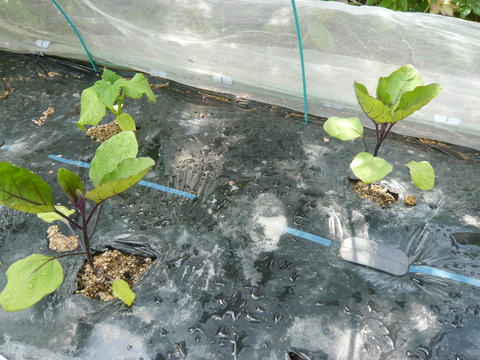 P1050162